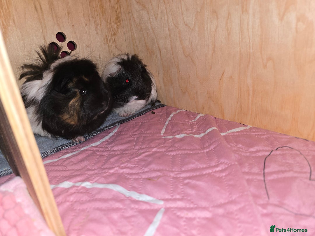 Guinea Pig rodents for sale: 3 young female guinea pigs with full set up. - Image 1