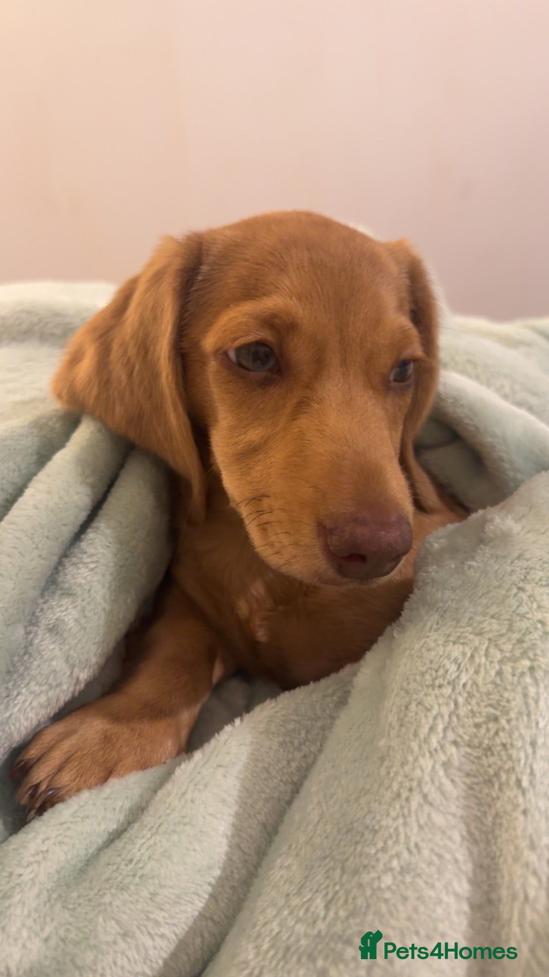Miniature Dachshund dogs Miniature dachshund for sale  - Advert 3