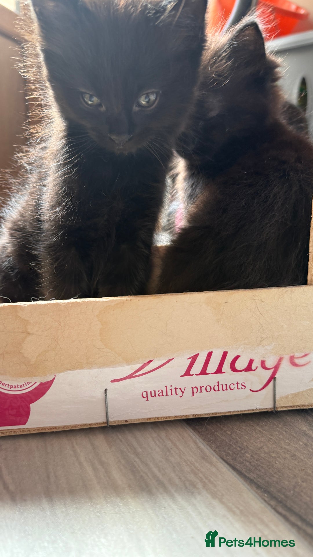 Mixed Breed cats for sale: Adorable kittens - Image 1