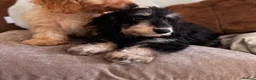 Doxiepoo dogs for sale: Doxiepoos Miniature dachshund x toy poodle  - Advert 7