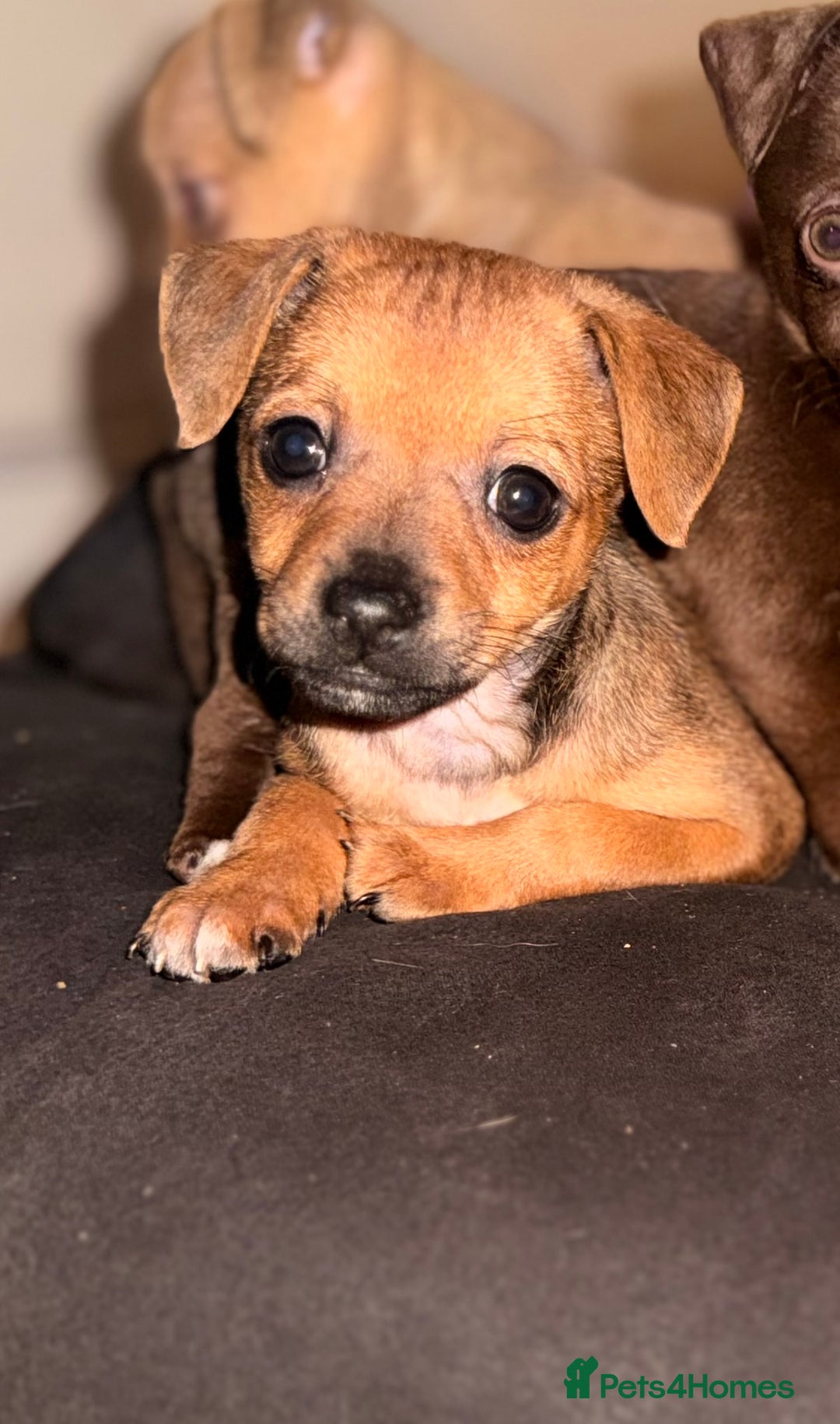 Mixed Breed dogs for sale: Last female jackmix pup *Ready Now* - Advert 1