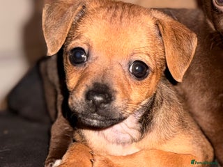 Mixed Breed dogs Last female jackmix pup *Ready Now* - Advert 6