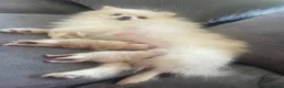 Pomeranian dogs for sale: Beautiful teddy bear faced poms - Advert 3