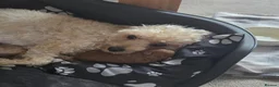 Cavapoochon dogs for sale: Beautiful F1B Toy Cavapoochon Puppies - Advert 20