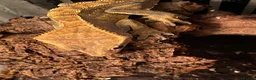 Gecko reptiles for sale: Crested gecko in Wigan - Advert 2
