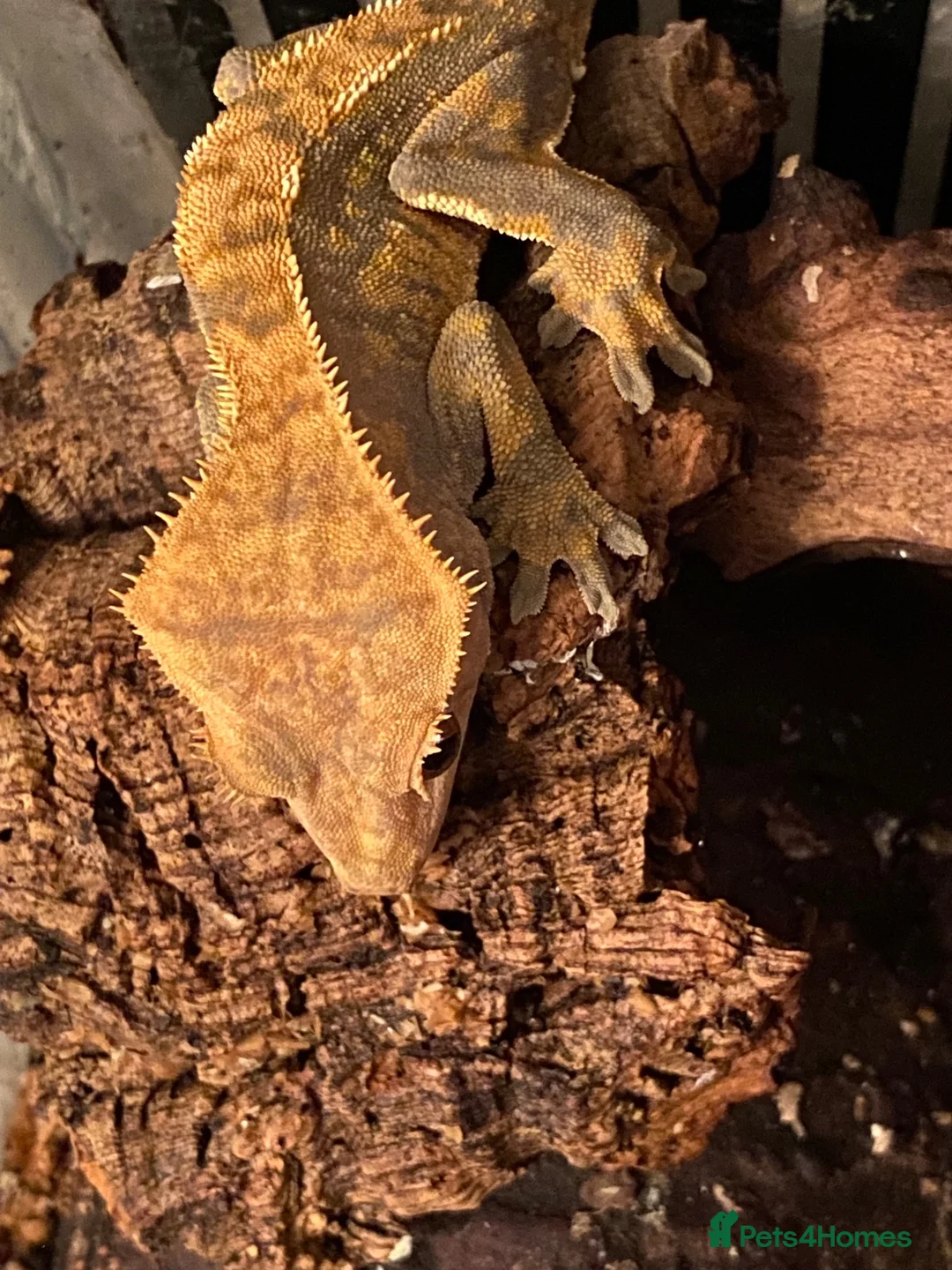 Gecko reptiles for sale: Crested gecko in Wigan - Advert 2