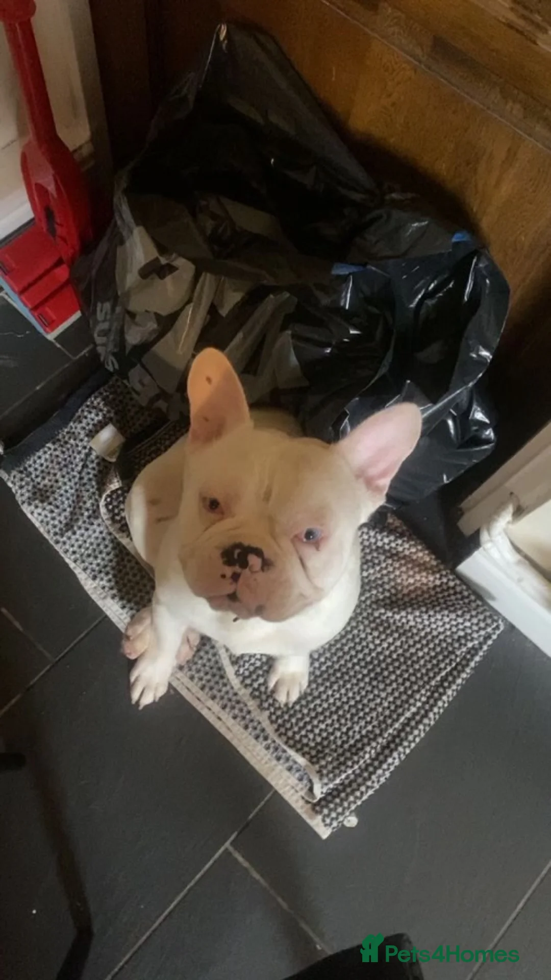 French Bulldog dogs for sale: Albert the Frenchie  - Advert 2