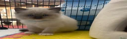 Ragdoll cats for sale: Beautiful Ragdoll Kittens  - Advert 9