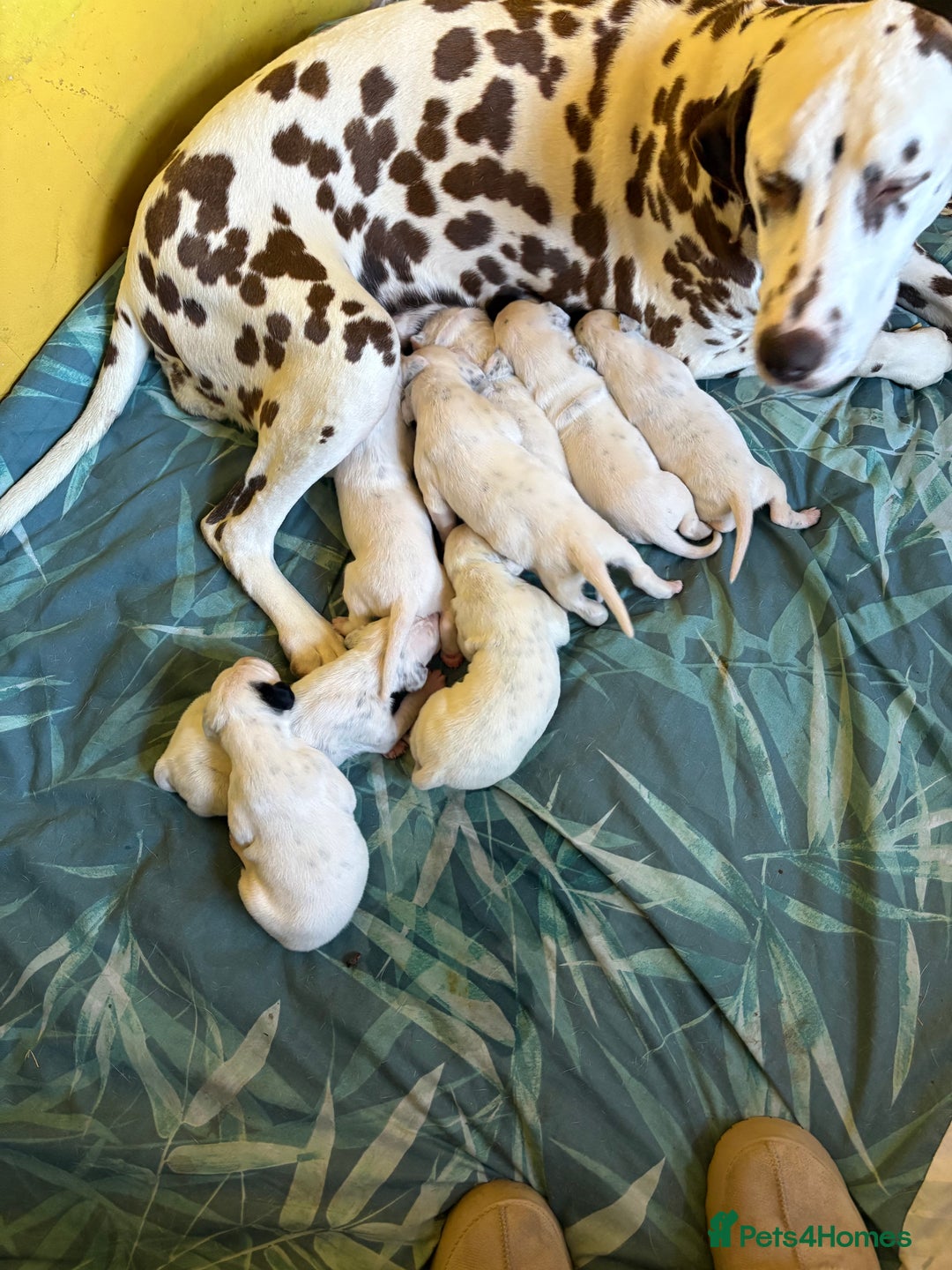 Dalmatian dogs for sale: Gorgeous chunky healthy Dalmatian puppies  - Image 7
