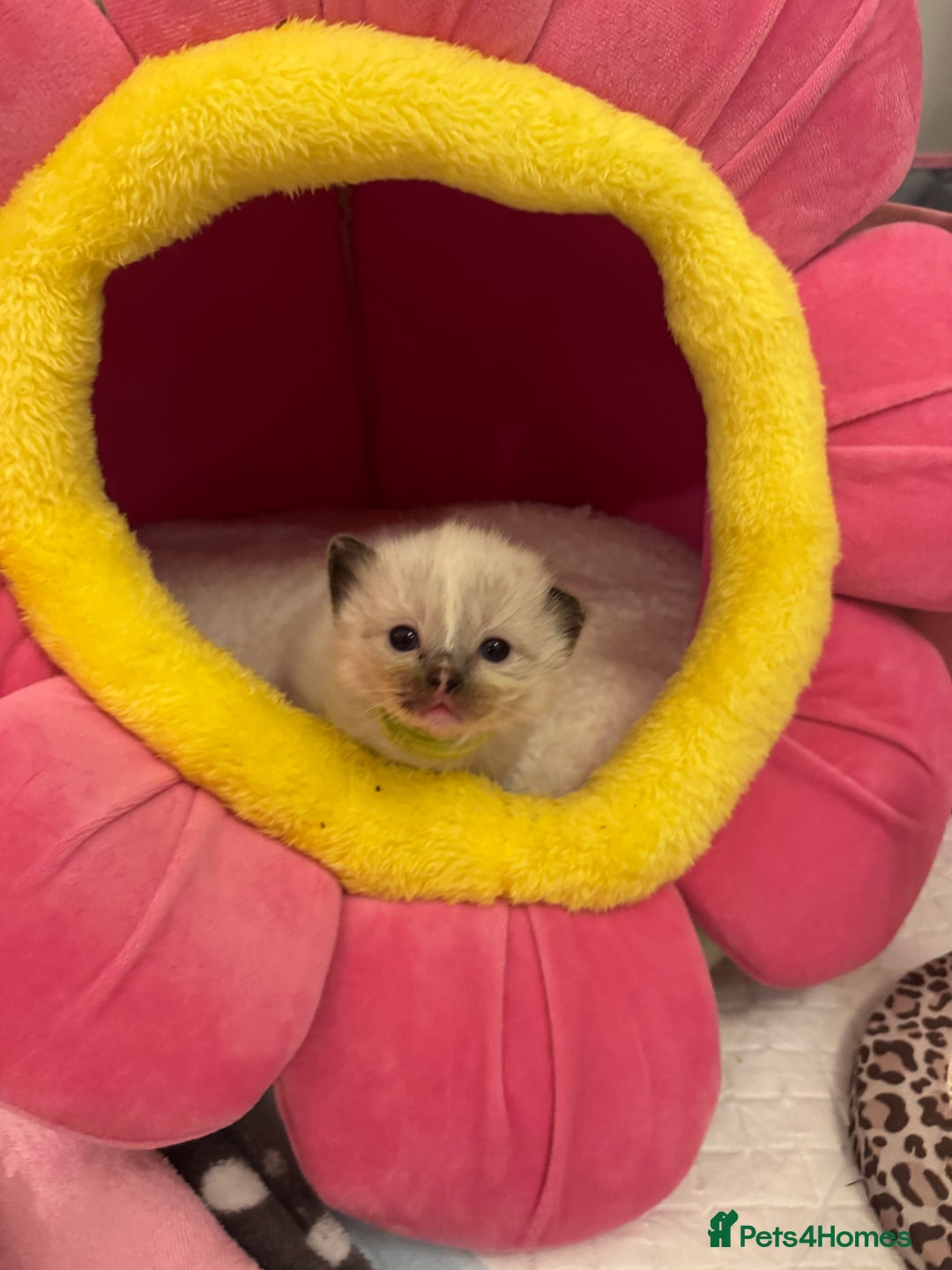 Ragdoll cats for sale: Beautiful Ragdoll Kittens  - Image 31