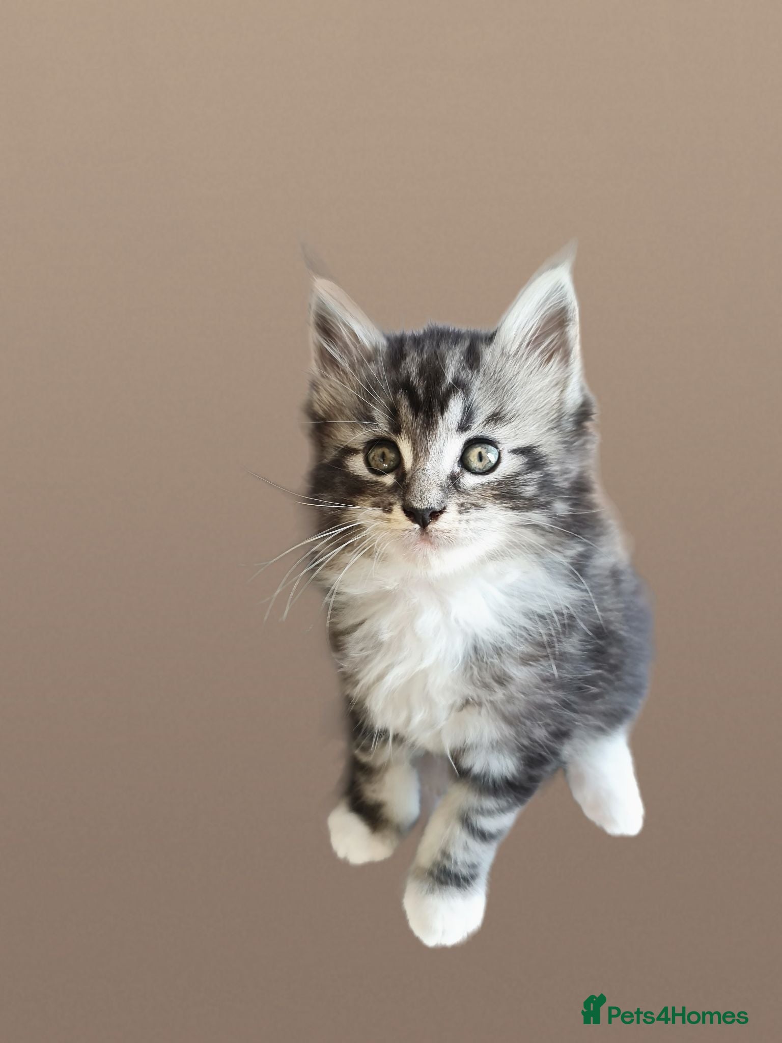 Maine Coon cats TICA registered Pedigree Maine Coon kittens - Advert 1
