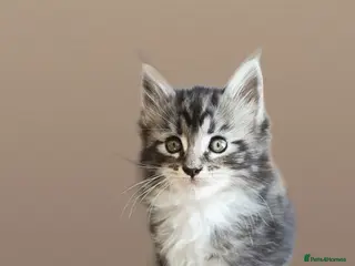 Maine Coon cats TICA registered Pedigree Maine Coon kittens - Advert 1