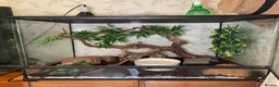 Python Snake reptiles for sale: firebelly x banana albino royal python - Advert 5