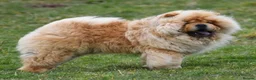 Chow Chow dogs for stud: Stunning Hungarian Import at Stud  - Advert 1