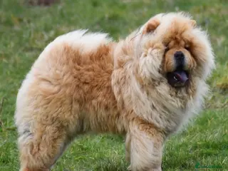 Chow Chow dogs Stunning Hungarian Import at Stud - Advert 14