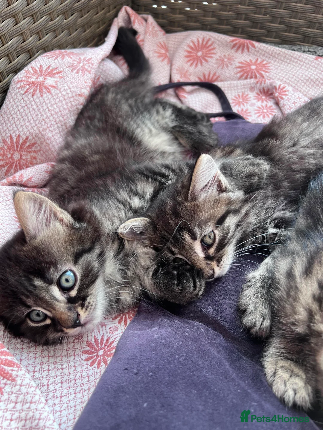 European cats for sale: Beautiful kittens 🐱 available now in Coventry - Advert 9