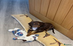 Cocker Spaniel dogs for sale: Loving Home Wanted for Beautiful Olive (WCS Puppy) - Image 4