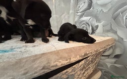 Patterjack dogs for sale: 4 lovely patterjacks  - Image 6
