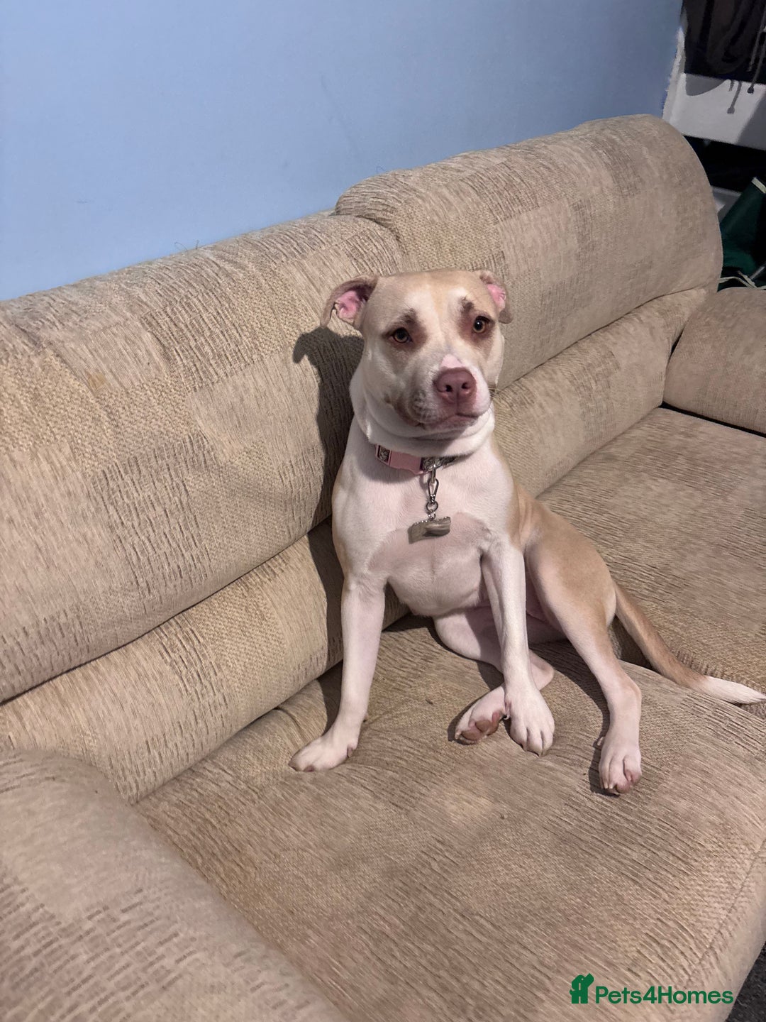 Mixed Breed dogs for sale: New Home ASAP - Advert 9