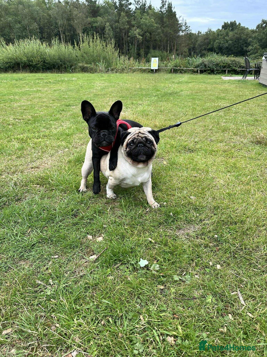 Pug dogs for stud: Pug for stud ❤️ - Image 5