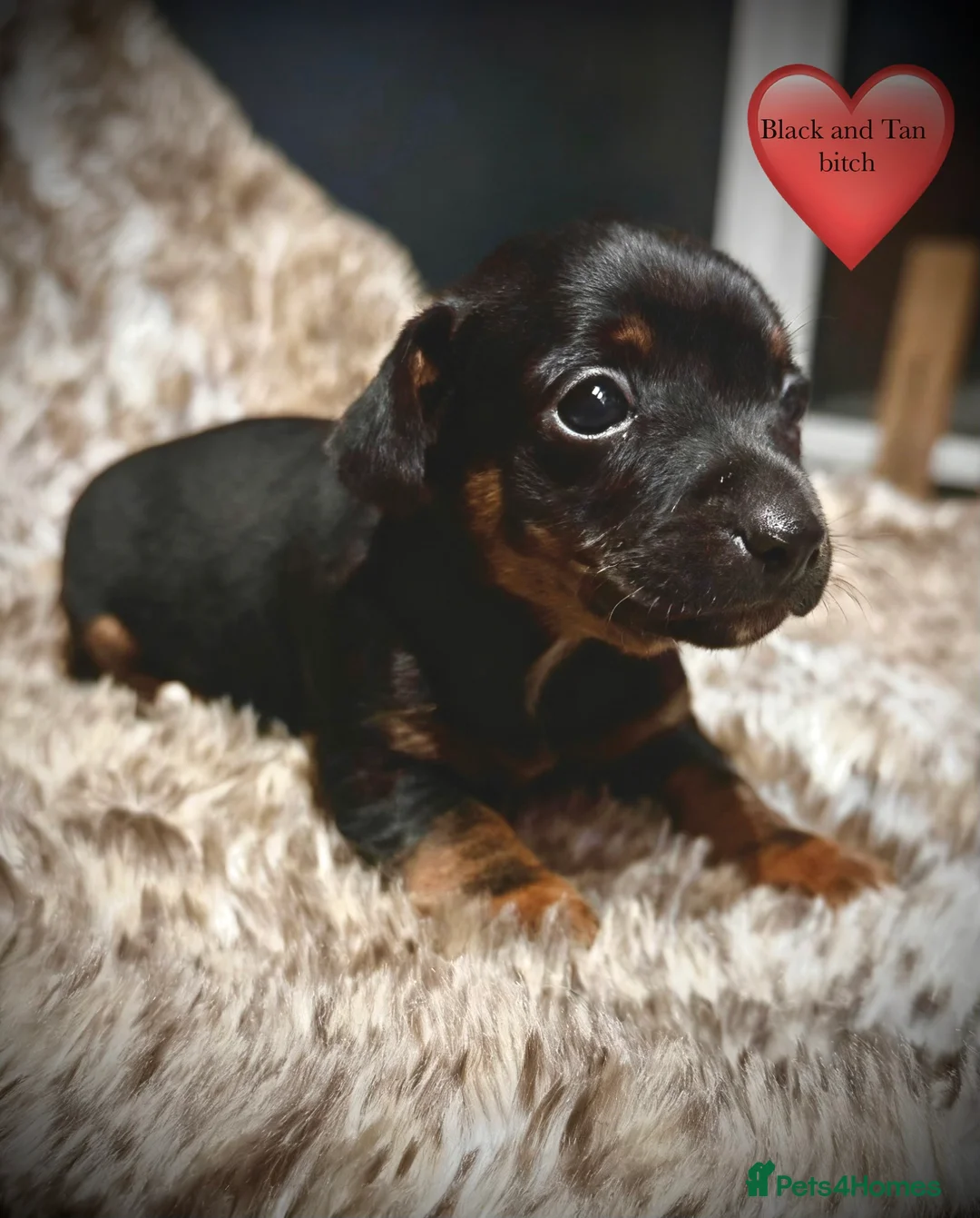 Jack Russell dogs for sale: Beautiful traditional and Merle jack Russels  - Advert 13