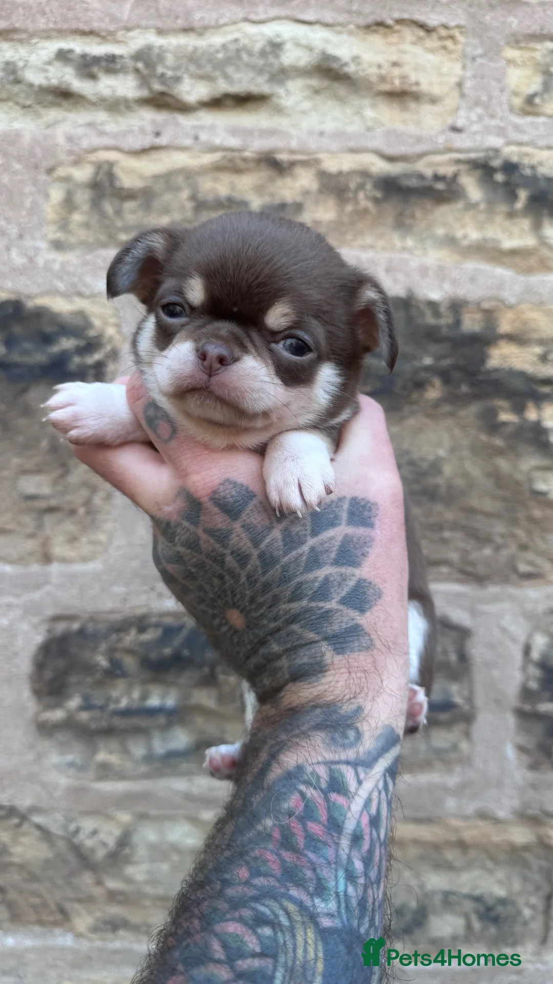 Chihuahua dogs for sale: 2 gorgeous boys - Advert 11