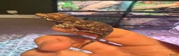 Gecko reptiles for sale: Mix gargle gecko babies  in Wigan - Advert 4