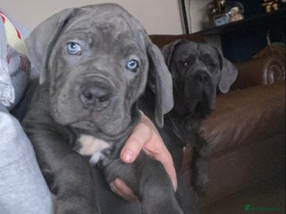 Cane Corso dogs cane corso puppies - Advert 3