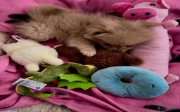 Mixed Breed dogs for sale: 🐾 Tiny Pomapoo Puppy for Sale – Meet Winnie! 🐾 - Image 4