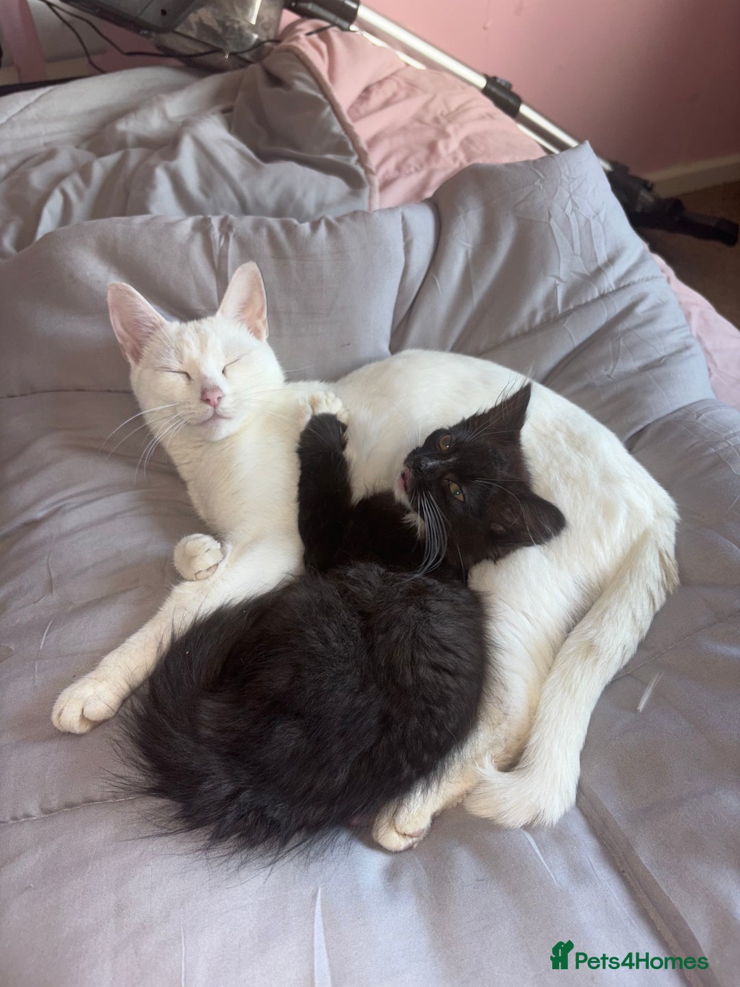 Mixed Breed cats for sale: To be adopted as a pair cat and kitten - Image 2