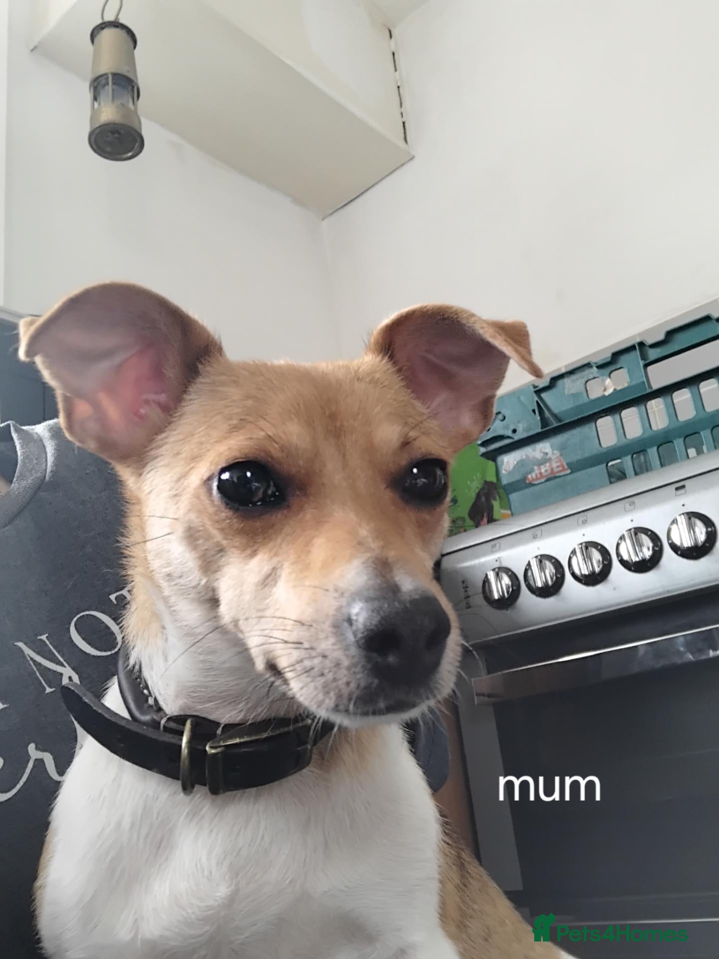 Jack Russell dogs Jack Russell puppies  - Advert 6