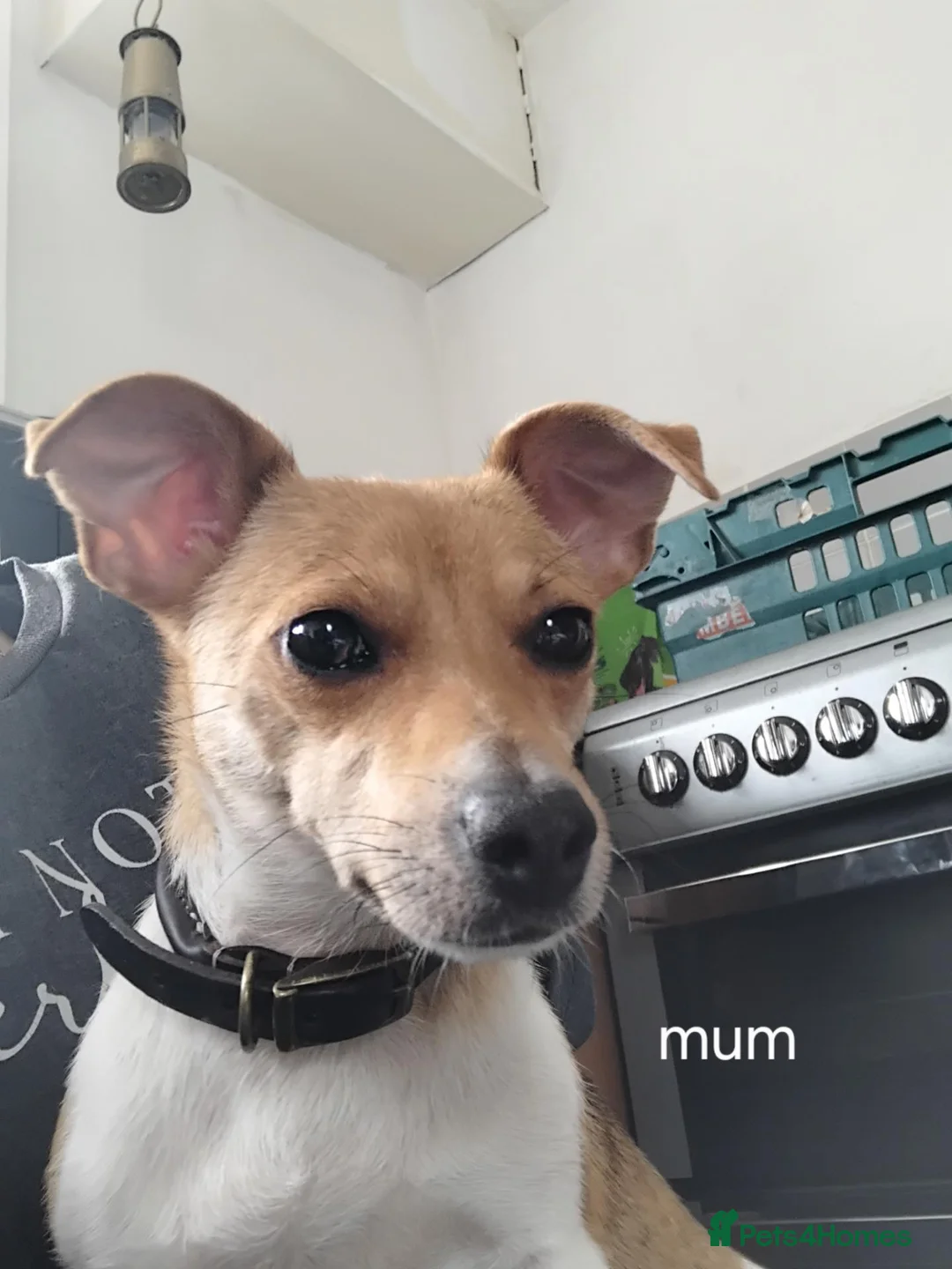 Jack Russell dogs for sale: Jack Russell puppies  - Advert 1