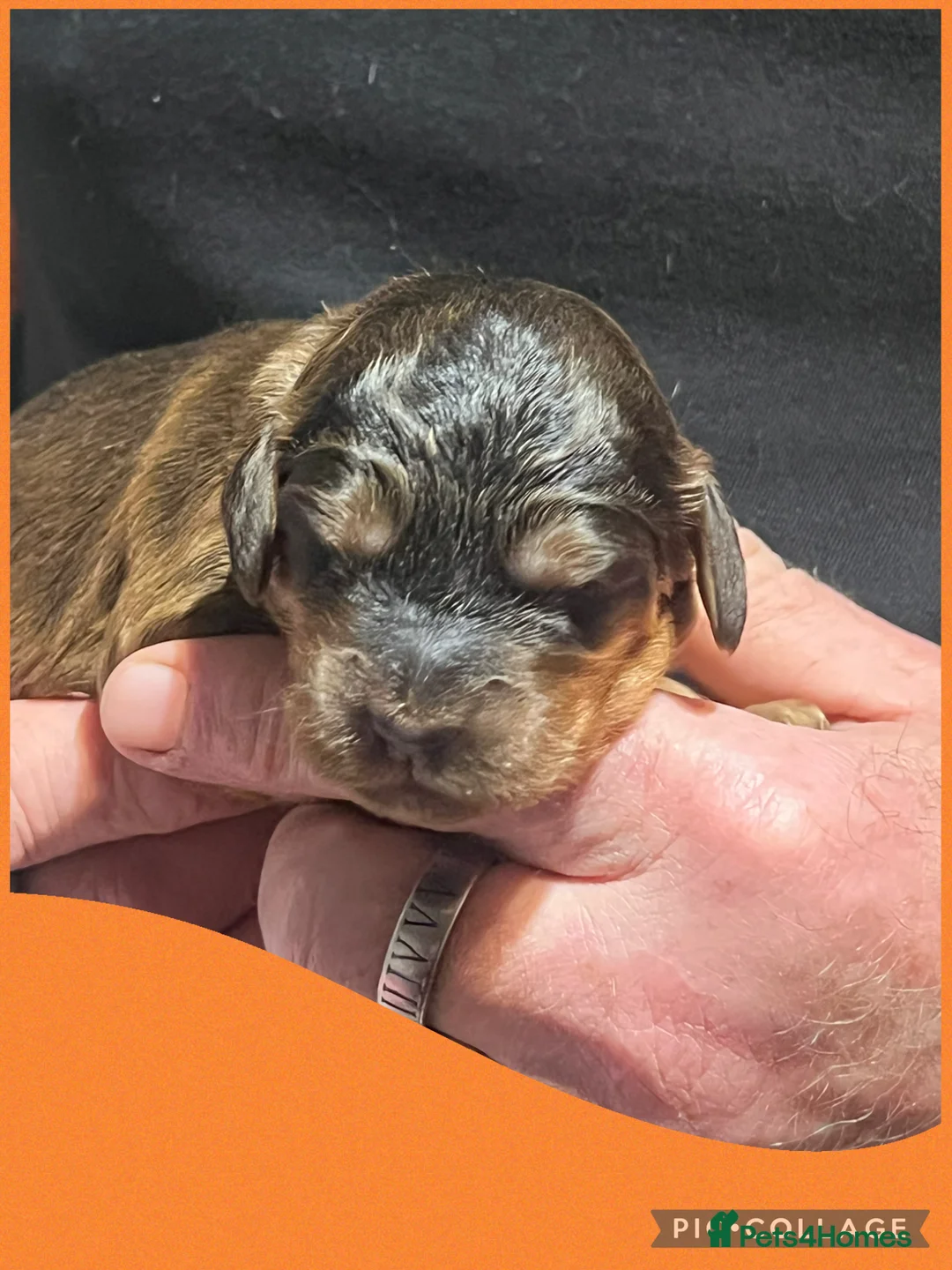 Cockapoo dogs for sale: Beautiful F1 Cockapoos DNA health tested parents.  - Advert 10