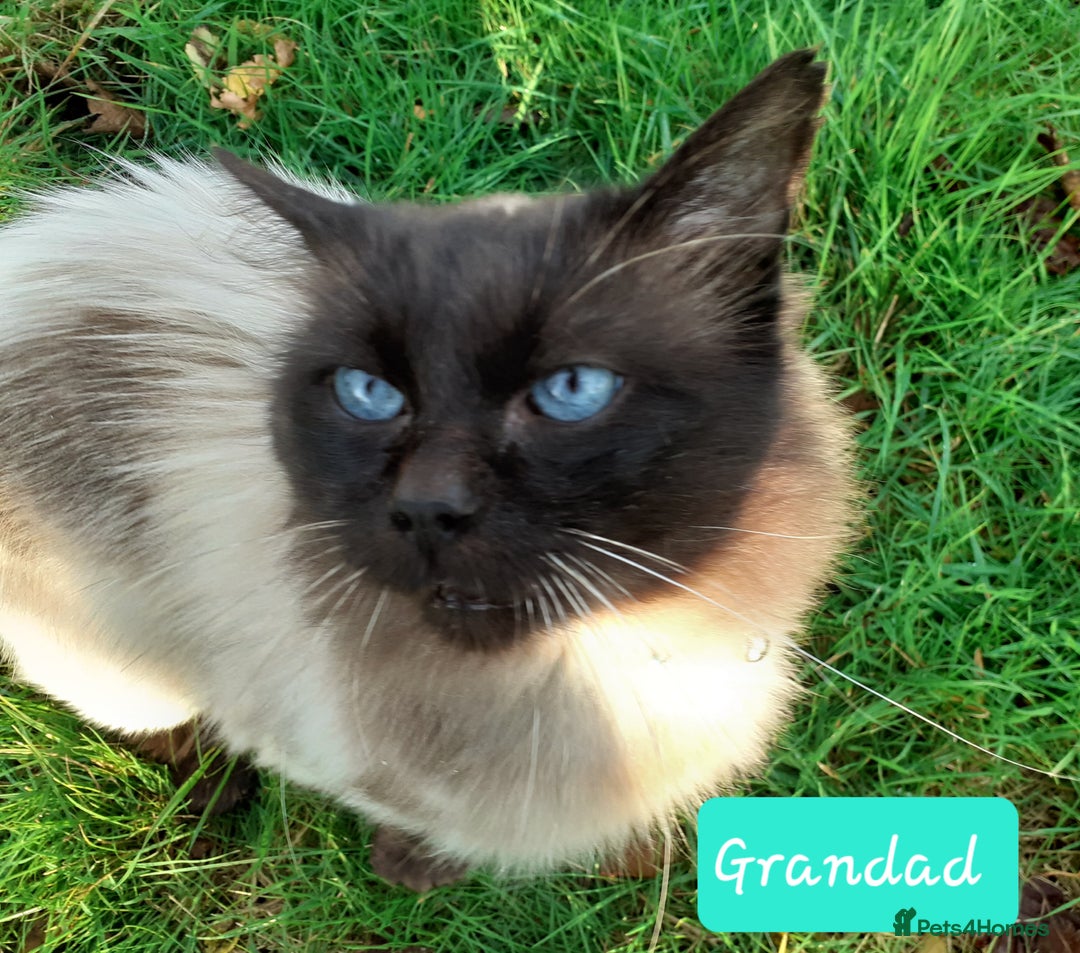 Bengal cats for sale: BengalX Ragdoll, American curl kittens - Advert 3