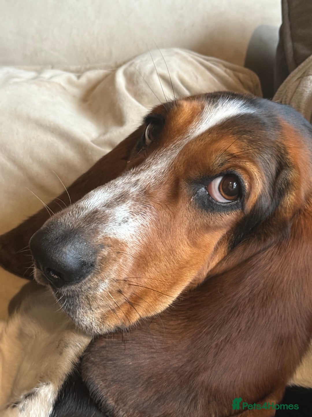Mixed Breed dogs for sale: Bully Basset’s ( Bull dog x Bassett Hound)  - Advert 9