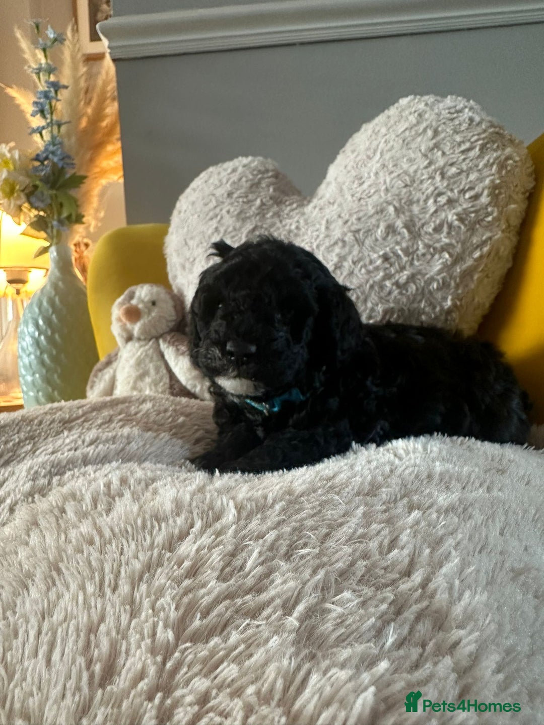 Schnoodle dogs for sale: Schnoodle Puppies - Advert 17