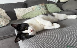Ragdoll cats for sale: Boy Ragdoll for sale - Image 4