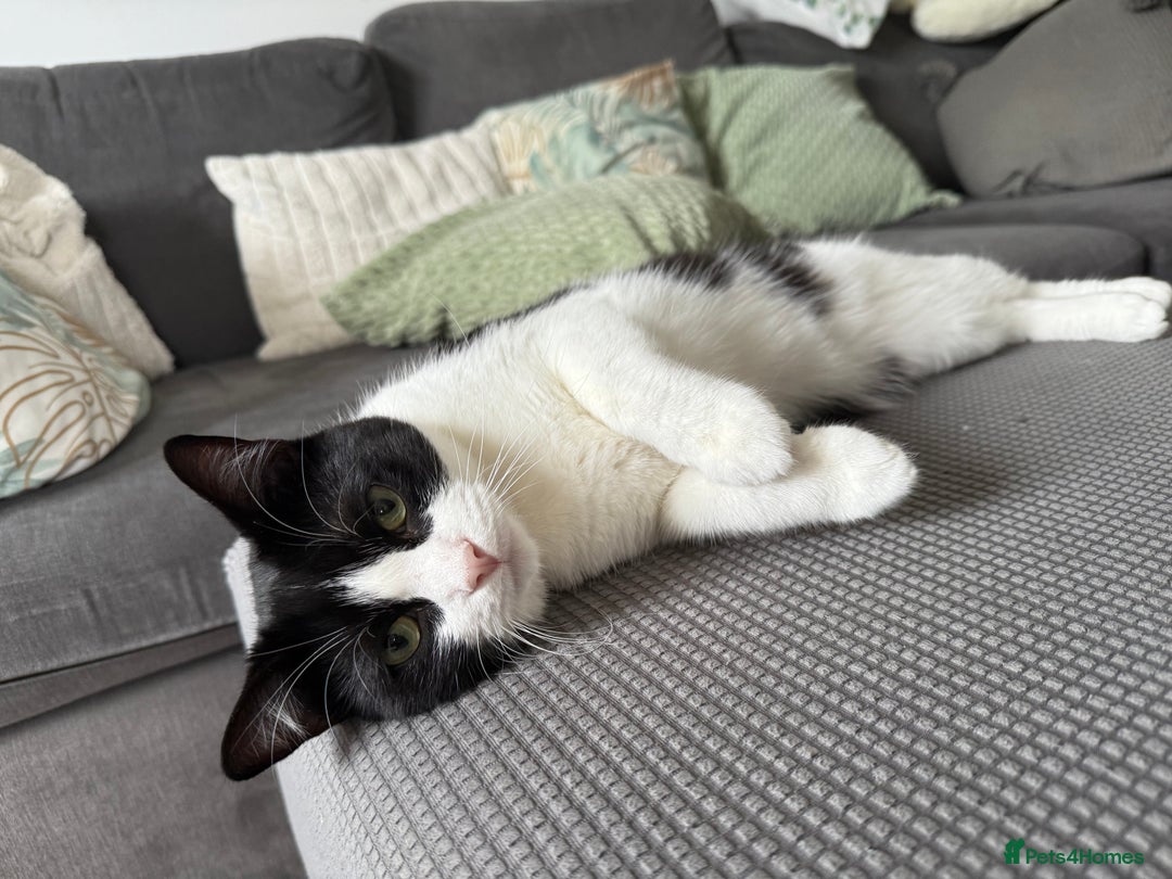 Ragdoll cats for sale: Boy Ragdoll for sale - Image 4