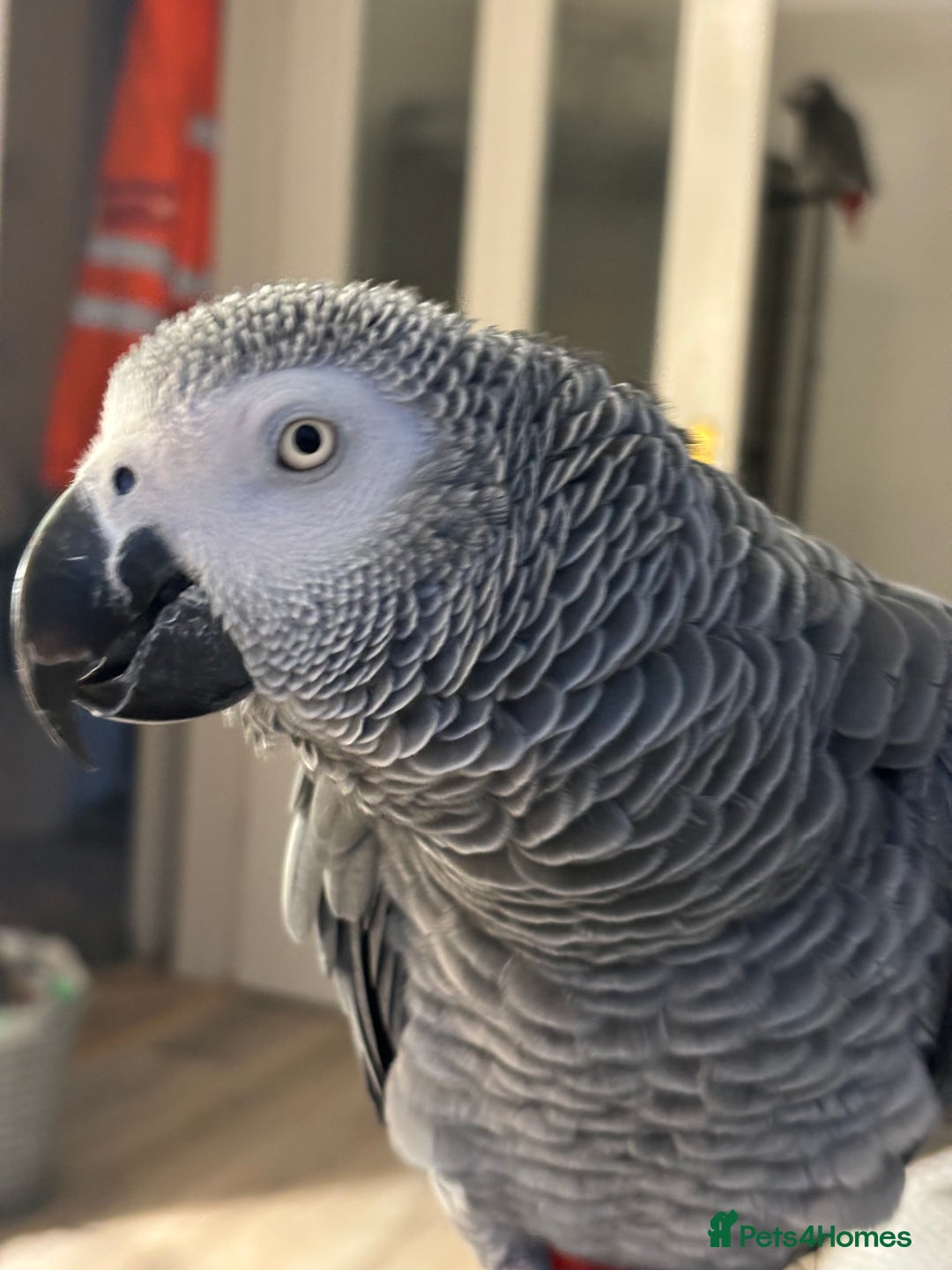 Parrots birds for sale: Our 2 loving African greys  - Advert 2