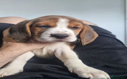 Beagle dogs for sale: 3 beautiful beagle pups for sale - Advert 4