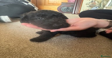 Mixed Breed dogs - Advert 12