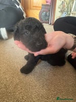 Mixed Breed dogs - Advert 5