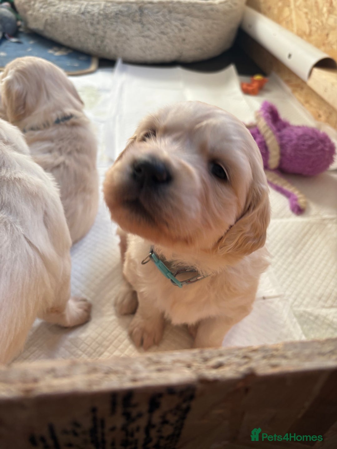 Golden Retriever dogs for sale: Golden retriever puppies  - Image 2