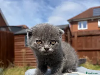 British Shorthair cats Blue & Lilac BSH Mix Kittens – Fold & Straight - Advert 15