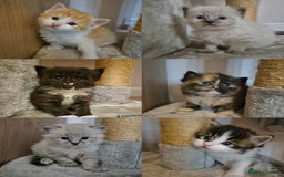 Mixed Breed cats for sale: Ragdoll × Siberian Neva Masquerade Kittens - Image 10