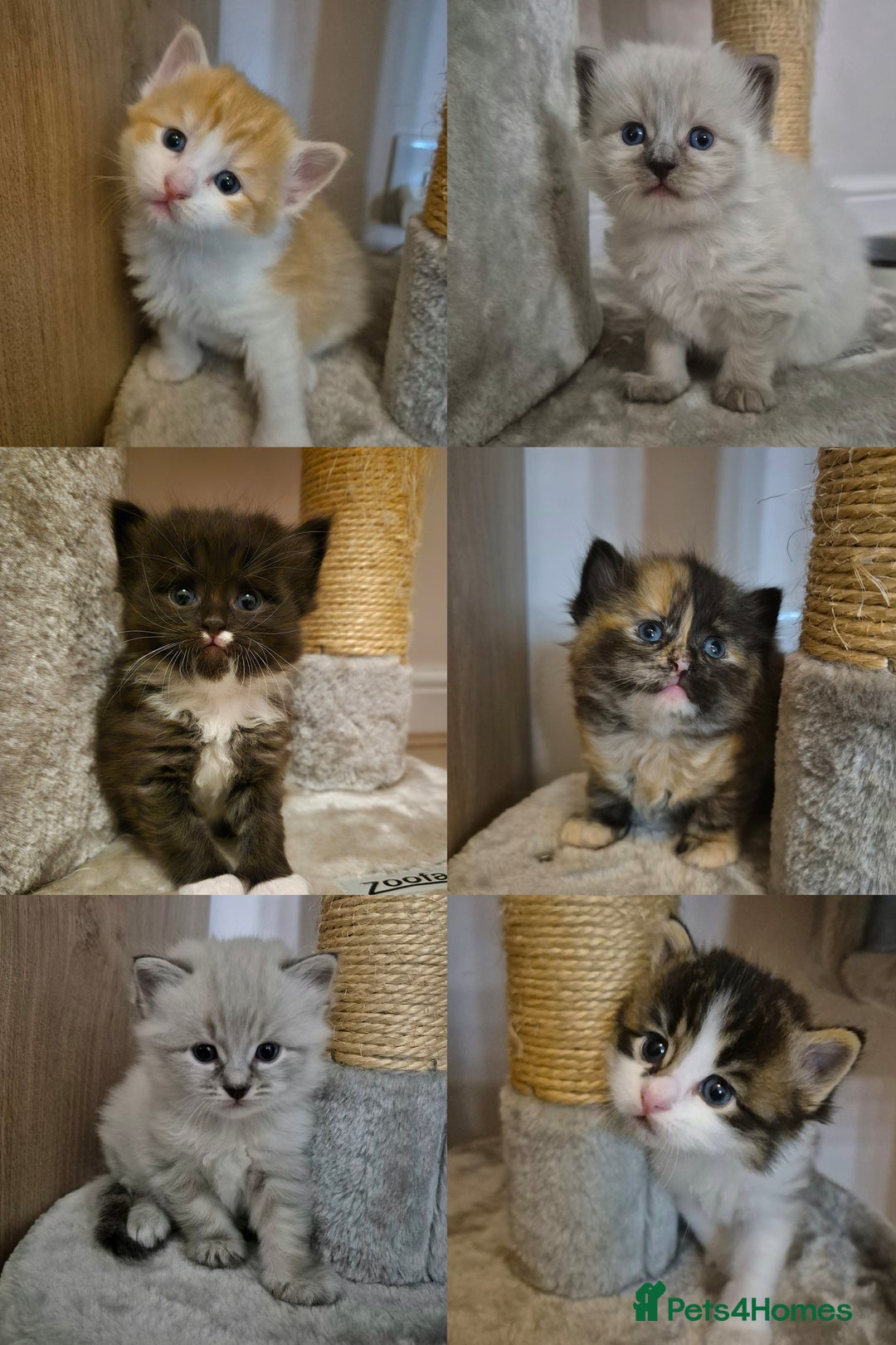 Mixed Breed cats for sale: Ragdoll × Siberian Neva Masquerade Kittens - Image 10