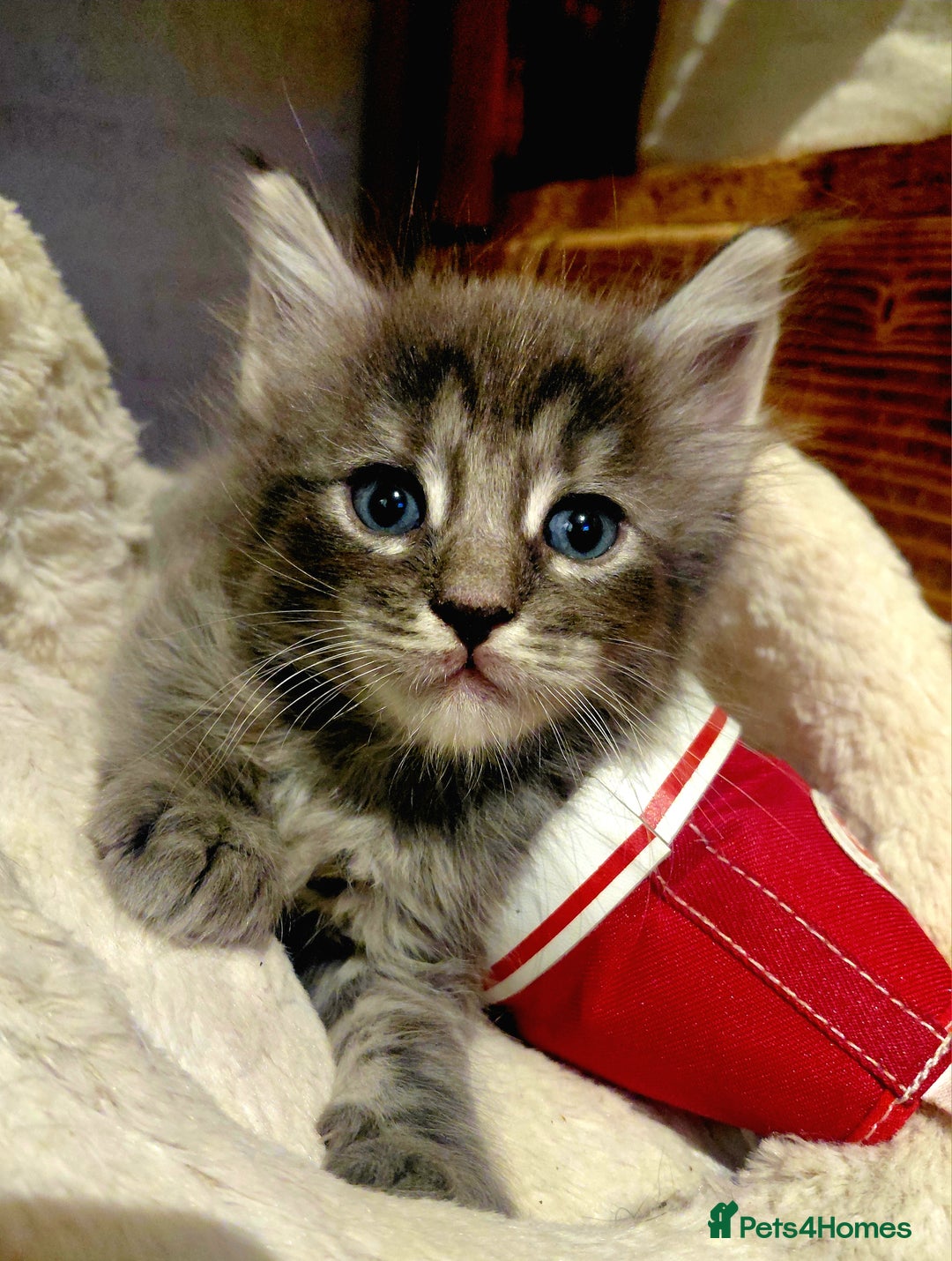 Maine Coon cats for sale: Maine Coon kittens  - Advert 3