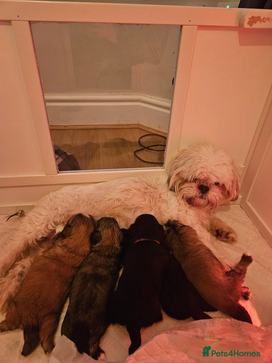 Shih Tzu dogs for sale: shih tzu puppies  - Advert 2