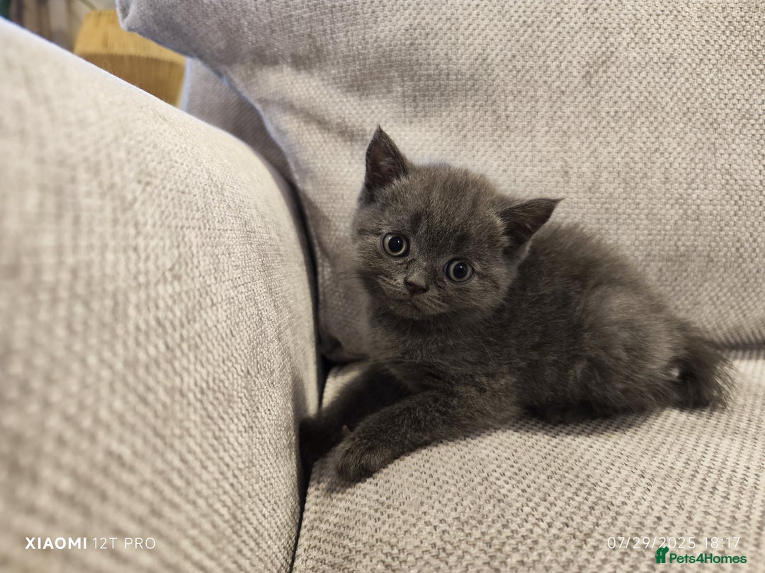 Scottish Fold cats for sale: Playful Scottish Fold & Straight Kittens for Sale! - Image 10