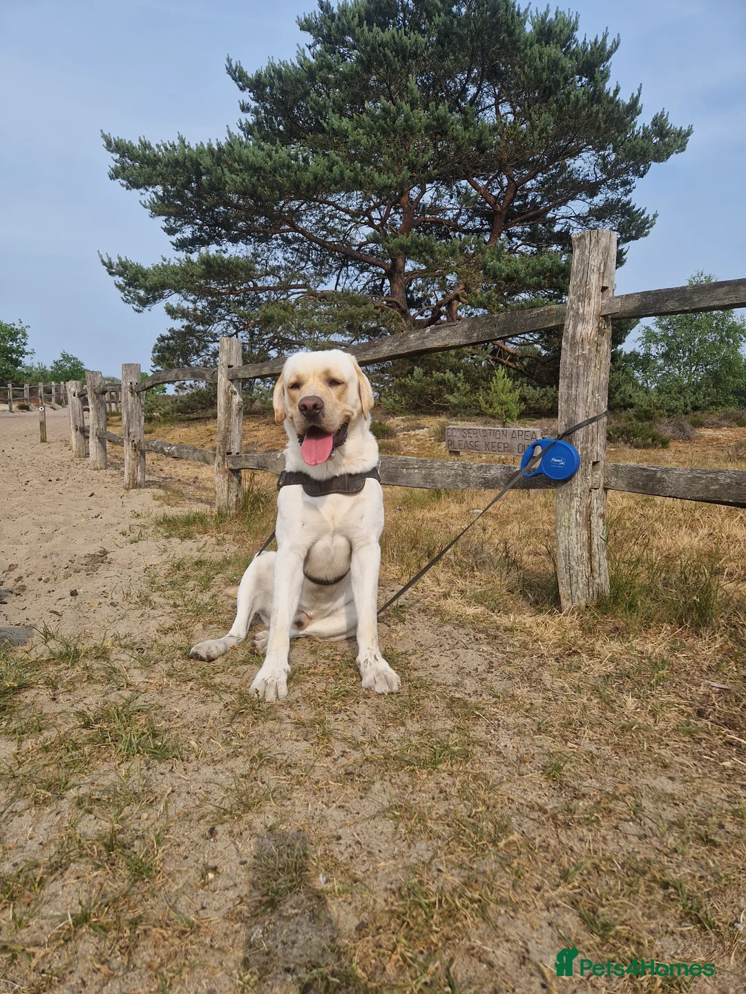 Labrador Retriever dogs for stud: Yellow/ gold labrador for the stud!!! in Thornton Heath - Advert 4